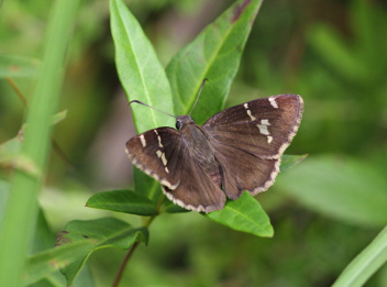 Southern Cloudywing